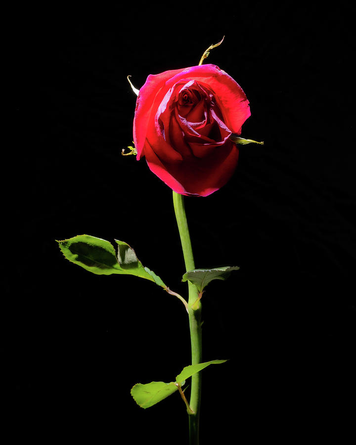 Wilting Rose Photograph by Kevin Suttlehan