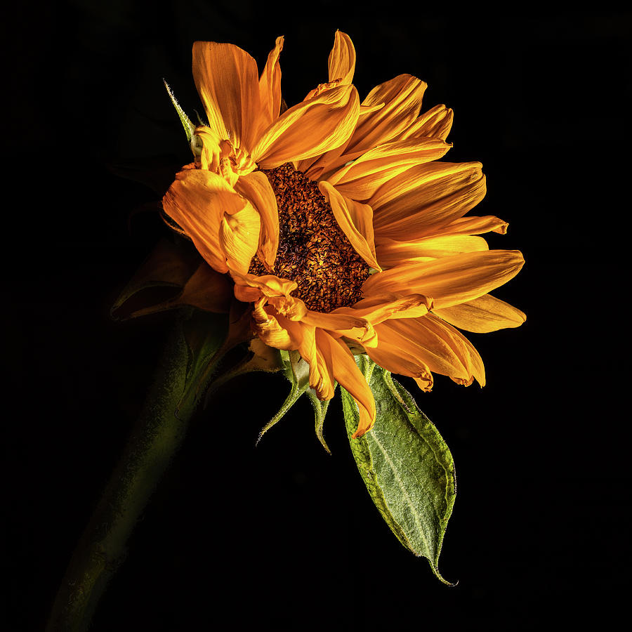 Wilting Sunflower #1 Photograph by Kevin Suttlehan