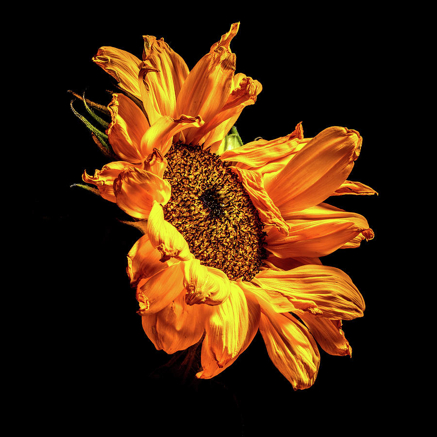 Wilting Sunflower #2 Photograph by Kevin Suttlehan
