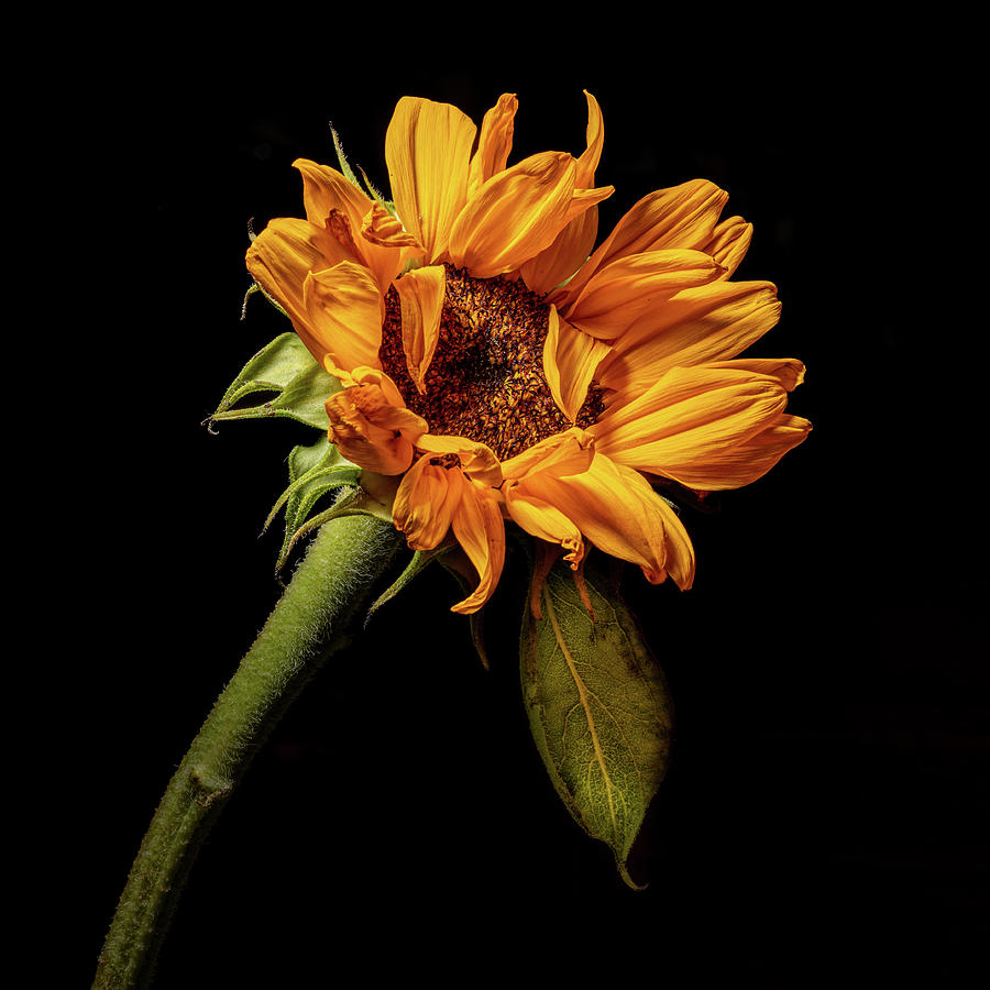 Wilting Sunflower #4 Photograph by Kevin Suttlehan