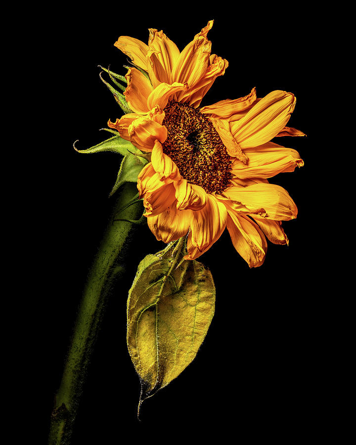 Wilting Sunflower #5 Photograph by Kevin Suttlehan
