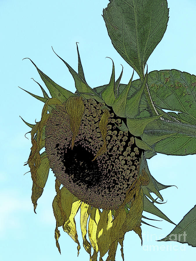 Wilting Sunflower Photograph by Mary Mikawoz