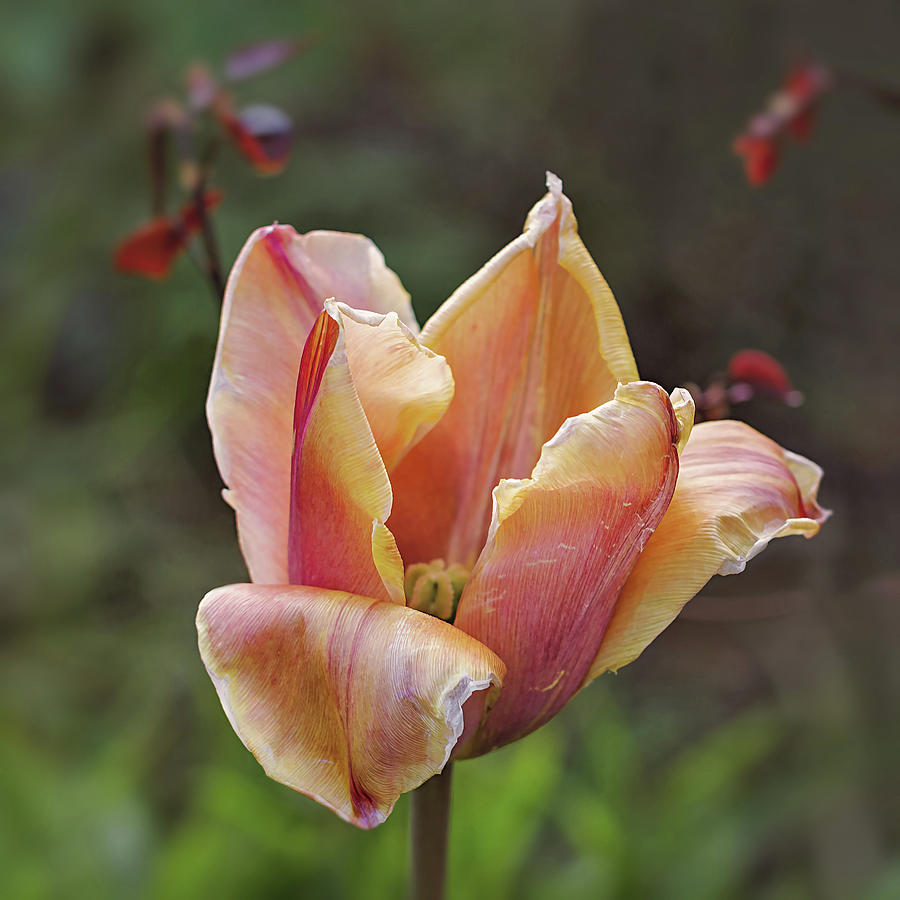 Wilting Tulip Photograph by Maria Meester