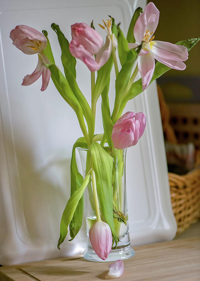Wilting Tulips Photograph by Cordia Murphy