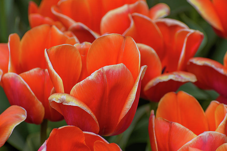 Wilting Tulips Photograph by Maria Meester
