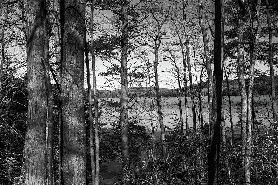 Winter Photograph - Winchester Lake BW by Karol Livote