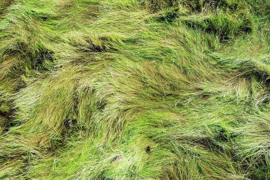 Wind Across the Marsh Grass  Photograph by Rose Guinther