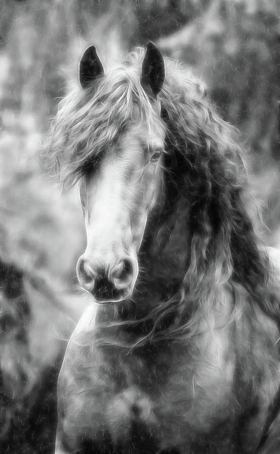 Wind And Rain Friesian Hair Photograph by Athena Mckinzie