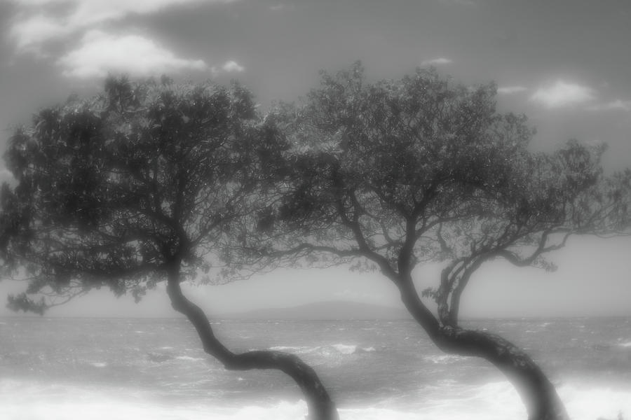 Wind Bent Trees in Black and White Photograph by Tina Horne Wind Bent Trees in Black and White Photograph by Tina Horne