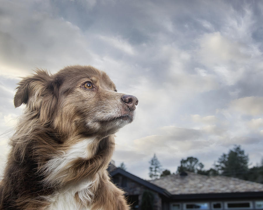 Wind blowing fur of dog near house Photograph by Barbara Brady-Smith