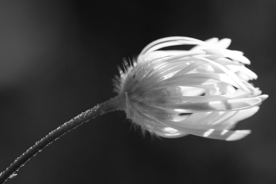 Wind Blown Daisy Black and White by Trevor Slauenwhite Wind Blown Daisy Black and White by Trevor Slauenwhite