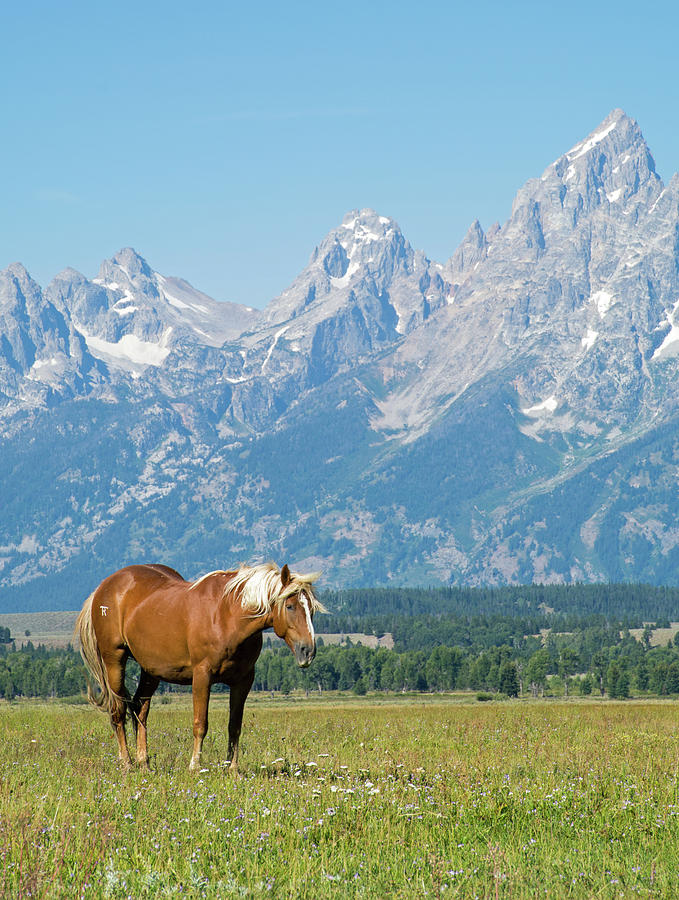 Wind Blown Horse in Grand Teton National Park Photograph by Bruce Gourley