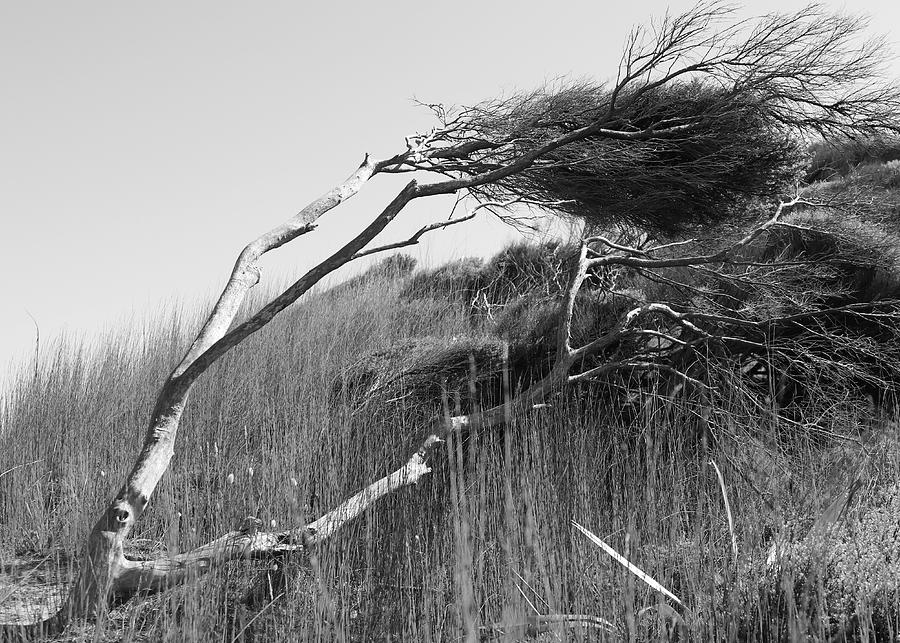 Wind Blown Photograph by Lee Stickels