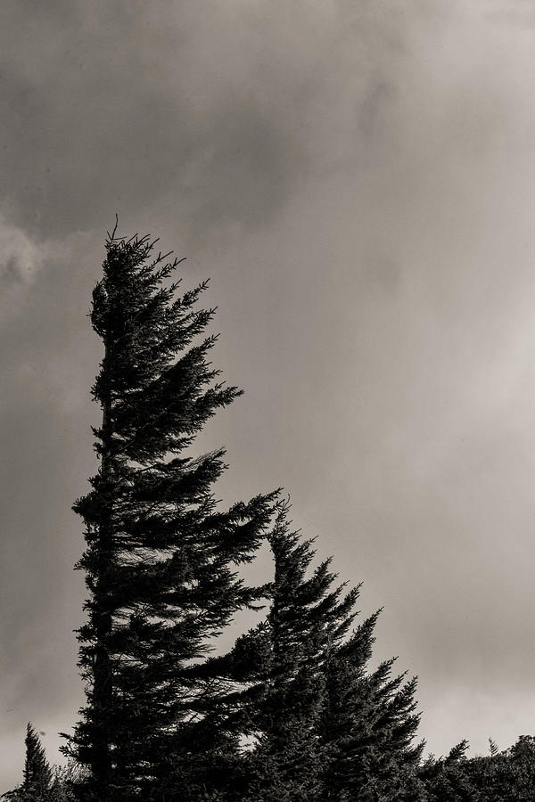Wind blown pine tree in the sky Photograph by Dan Friend