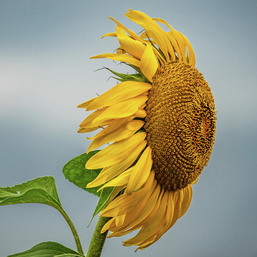 wind-blown-sunflower-photograph-by-scott-smith-fine-art-america