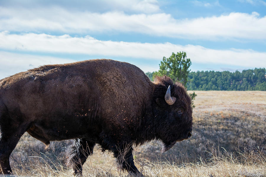 Wind Cave American Bison Photograph by Kyle Hanson