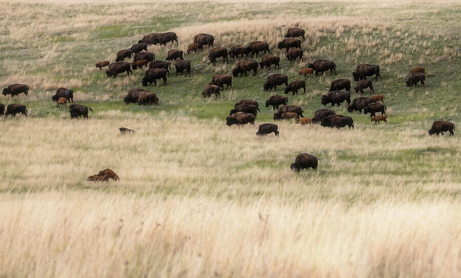 Wind Cave National Park Bison Migrations Photograph by Dan Sproul Wind Cave National Park Bison Migrations Photograph by Dan Sproul