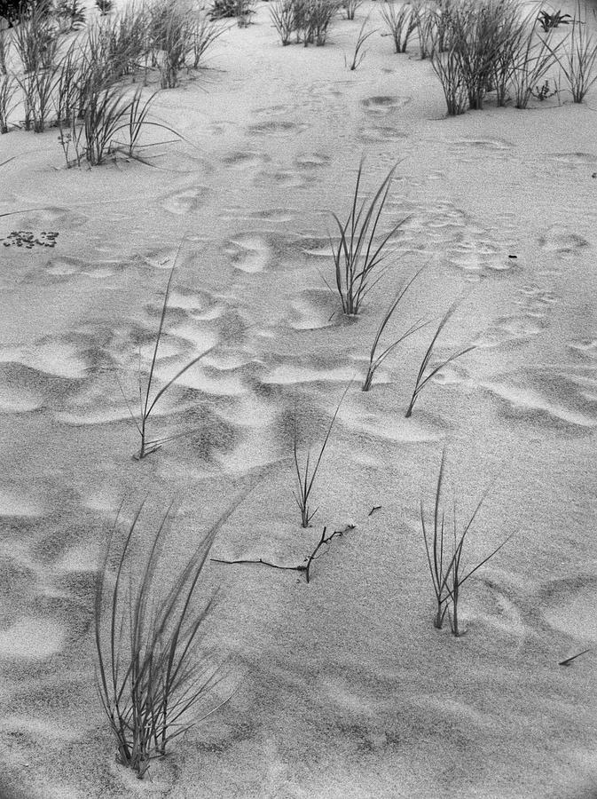Wind Eroded Footprints, Island Beach State Park, NJ Photograph by Stephen Russell Shilling