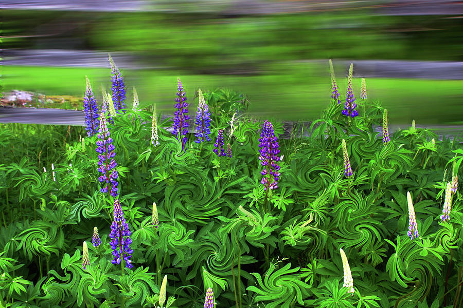 Wind in the Lupine Photograph by Wayne King