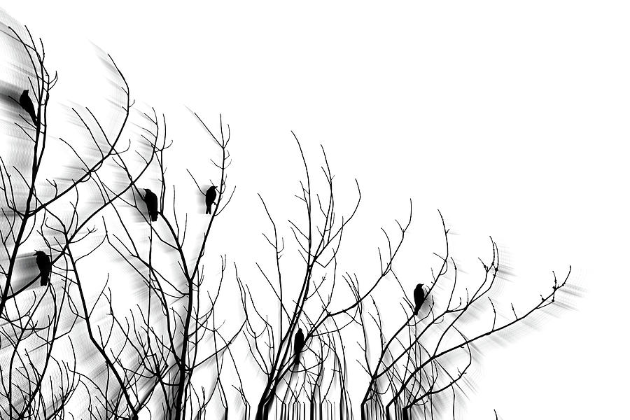 Blackbird Photograph - Wind in the Trees by Susan Maxwell Schmidt
