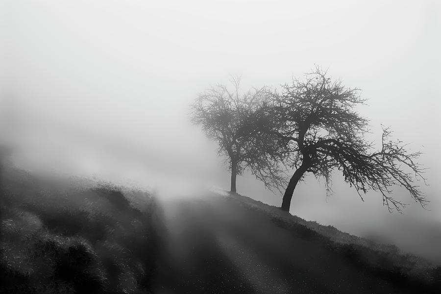 Wind, Rain, Fog Photograph by Angelika Vogel