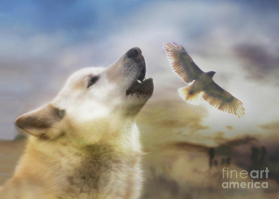 Wind Talker Wolf and Red Tail Native American Inspired  Photograph by Stephanie Laird
