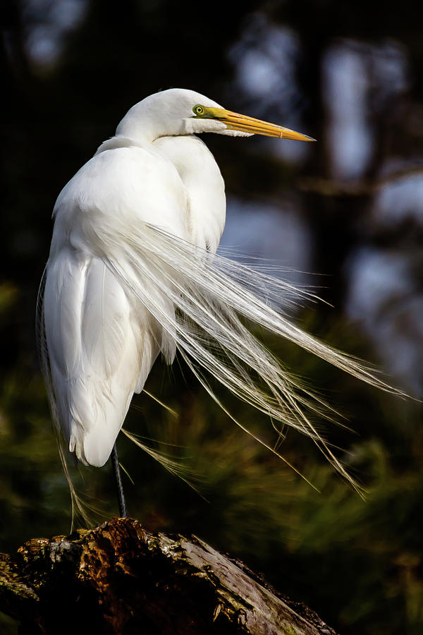 Windblown egret Photograph by Robert Miller