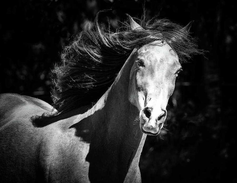 Windblown Equestrian Mane Bw Iv Photograph