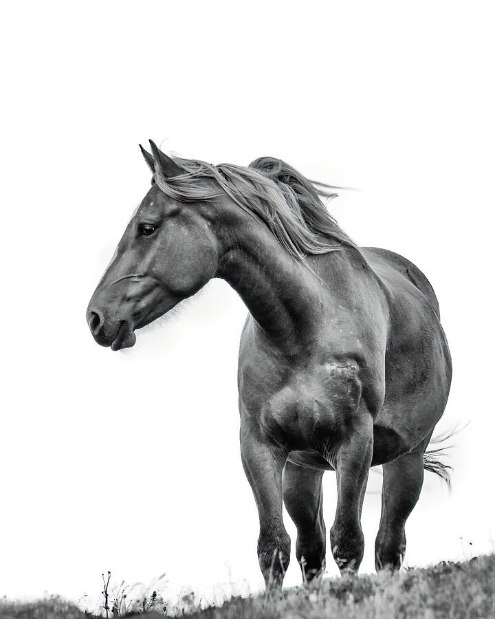 Windblown Horse Photograph by Tracy Munson
