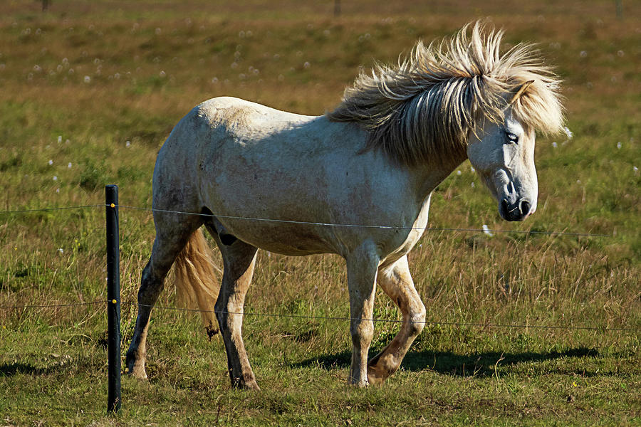 Horse Photograph - Windblown Icelandic Horse by Stuart Litoff