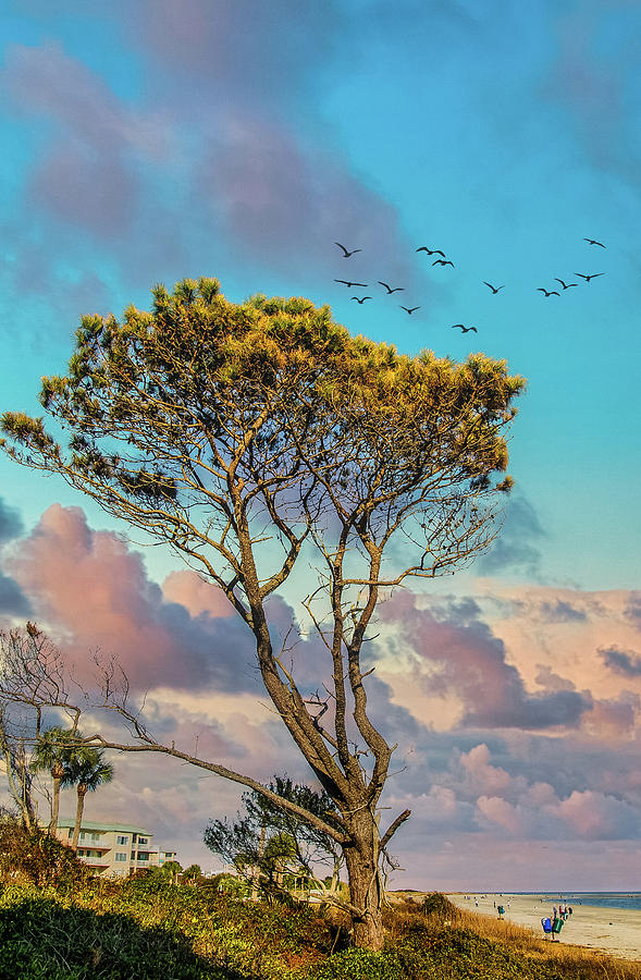 Windblown Pine Tree by Ocean Photograph by Darryl Brooks