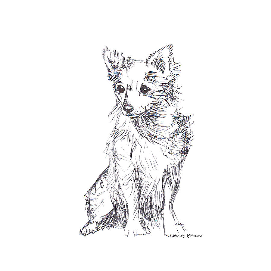 Windblown Pup Drawing by Charme Curtin