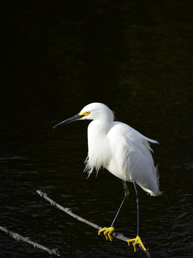 Windblown Snowy Egret  Photograph by Christopher Mercer