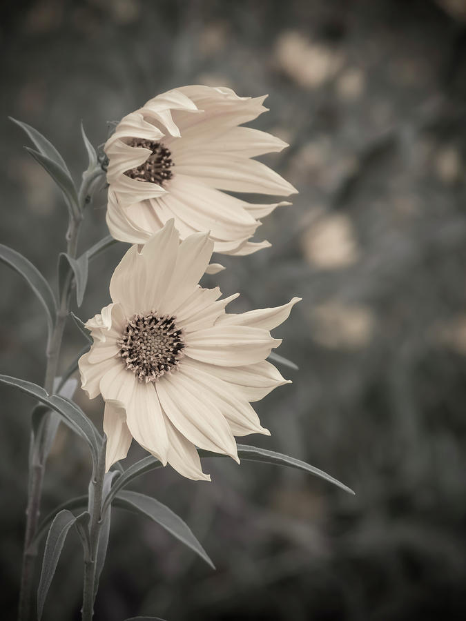 Sunflower Photograph - Windblown Wild Sunflowers by Patti Deters