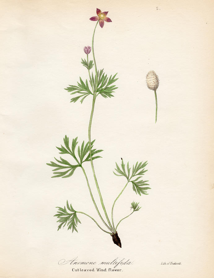 Windflower botanical engraving 1843 Drawing by Thepalmer
