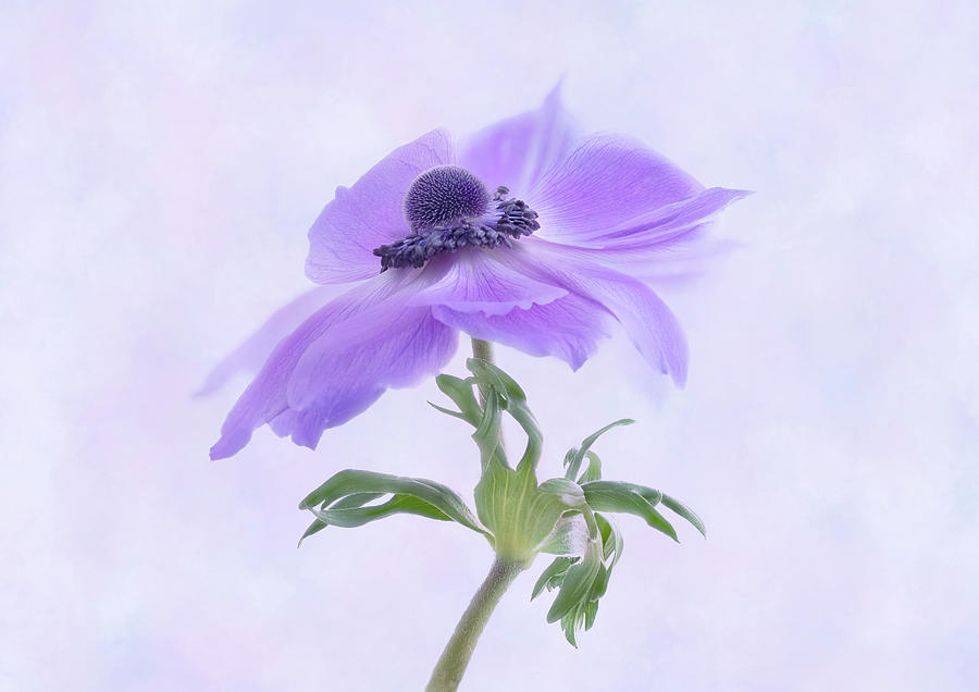 Windflower Photograph by Denis O Reilly Windflower Photograph by Denis O Reilly
