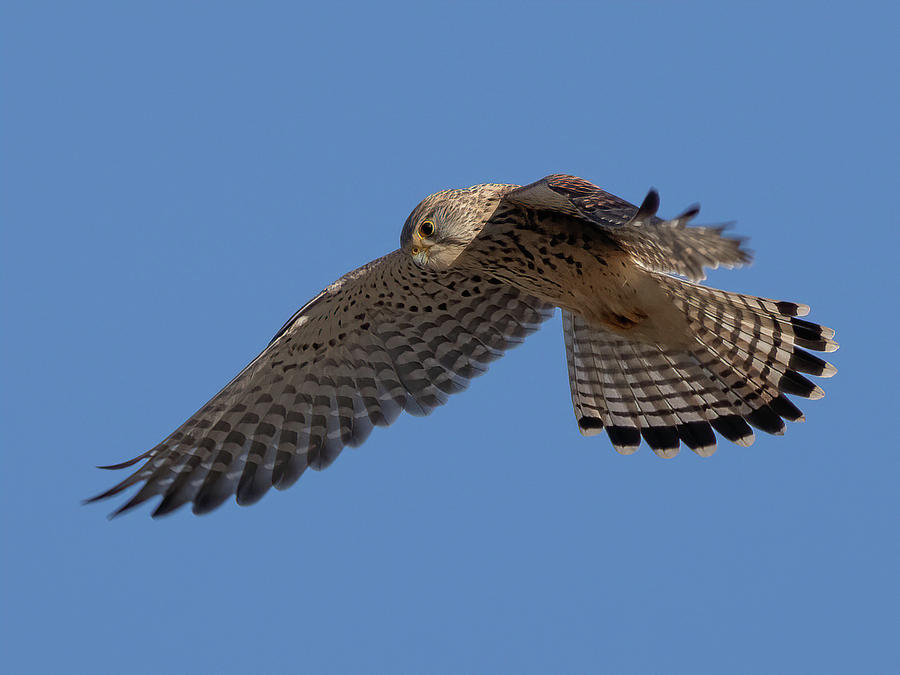 Windhover Photograph by Ferenc PERESZLENYI | Fine Art America