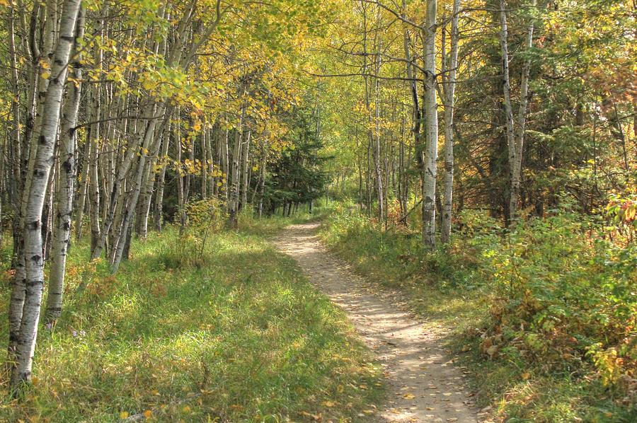 Winding Autumn Trail Photograph