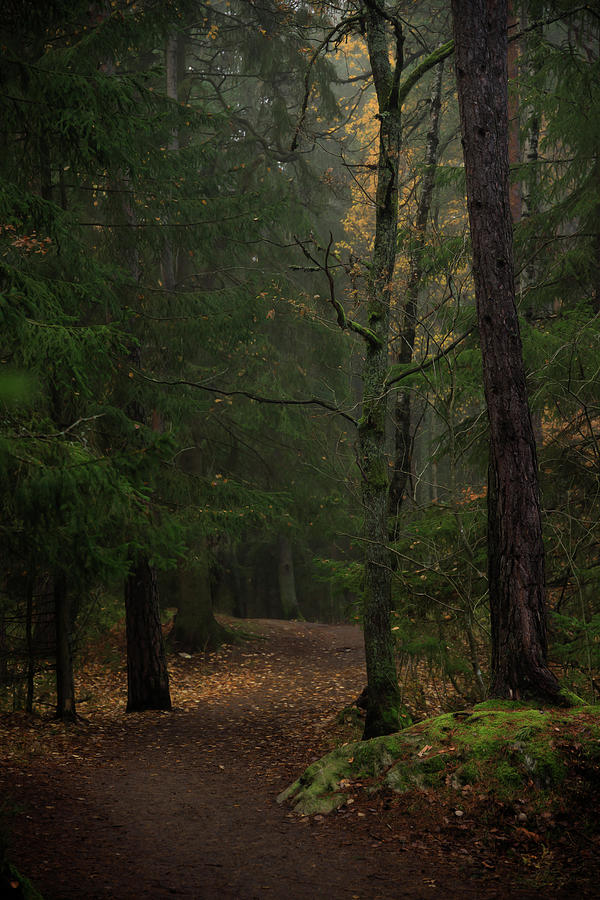 Winding Dirt Road In A Foggy Autumn Forest Photograph by Nicklas Gustafsson