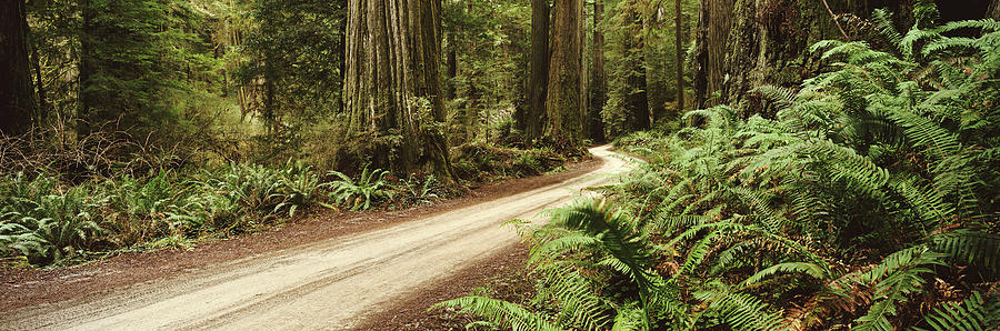 Winding Dirt Road, Redwood National Park, California Photograph by John Wang
