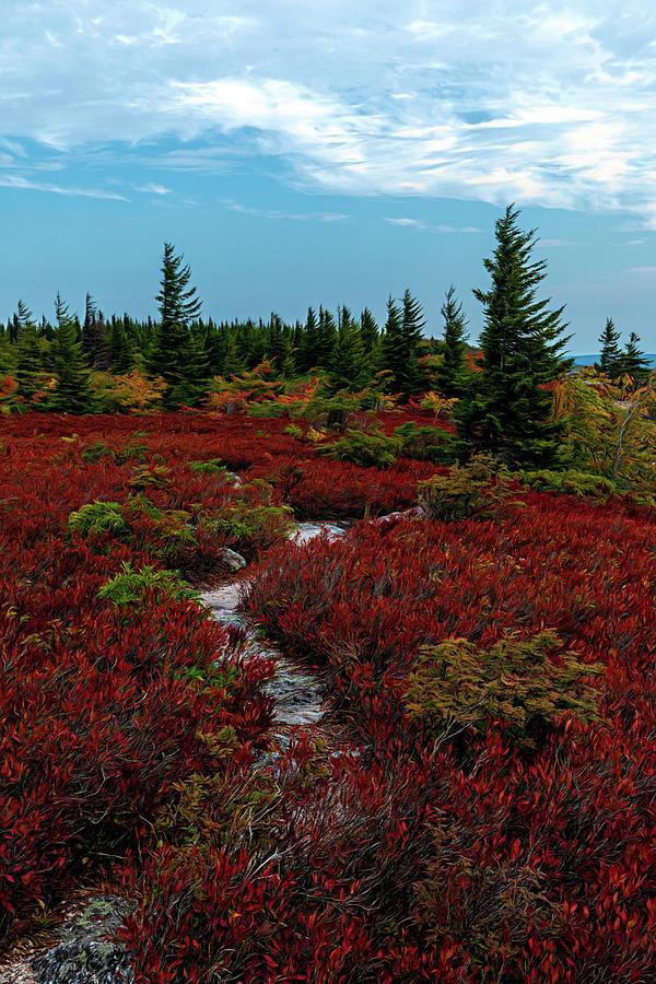 Winding Into Dolly Sods Wilderness Photograph