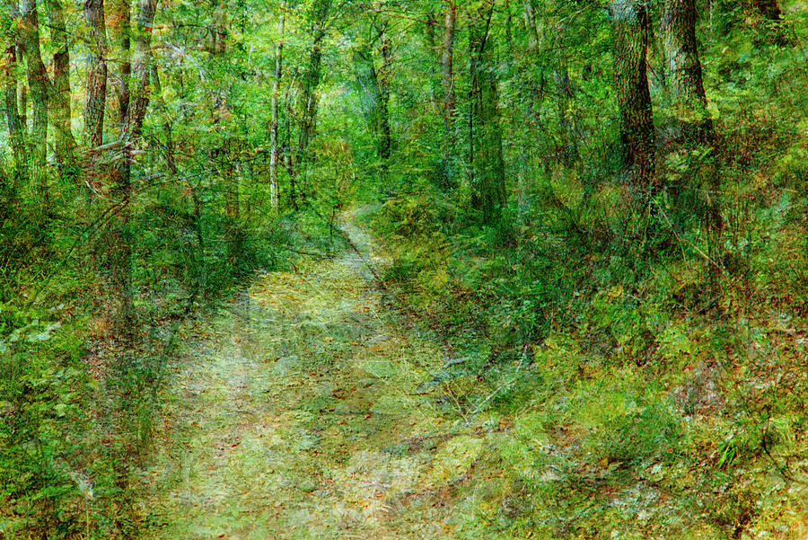 Winding Path in Forest Photograph by Richard Waller - Fine Art America