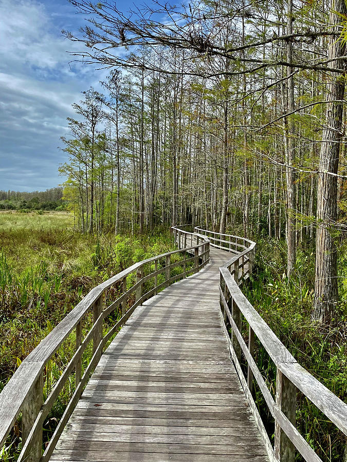 Winding Through the Boardwalk at Corkscrew Photograph by David T Wilkinson