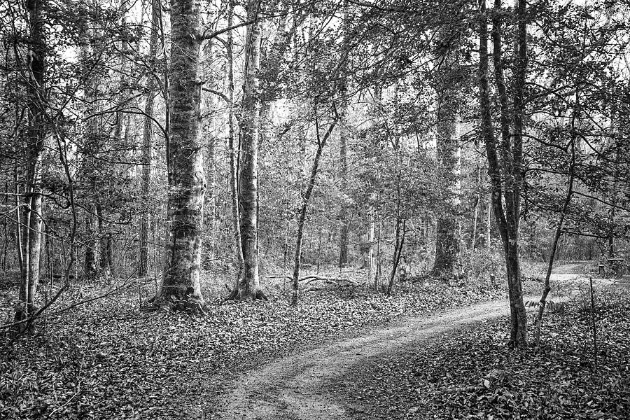 Winding Woodland Trail Photograph by Bob Decker