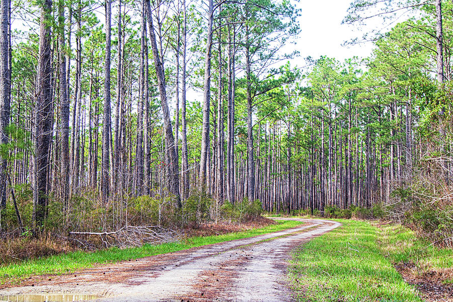 Winding Woodlands Road - Croatan National Forest of North Carolina Photograph by Bob Decker