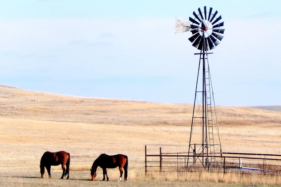 Windmill and Horses Photograph by Amanda R Wright