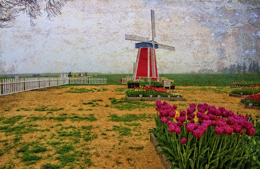 Windmill and Tulips Photograph by Thom Zehrfeld