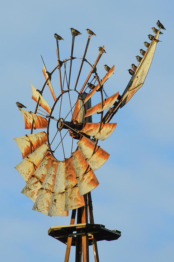 Windmill Birds Rust Photograph by Tana Reiff