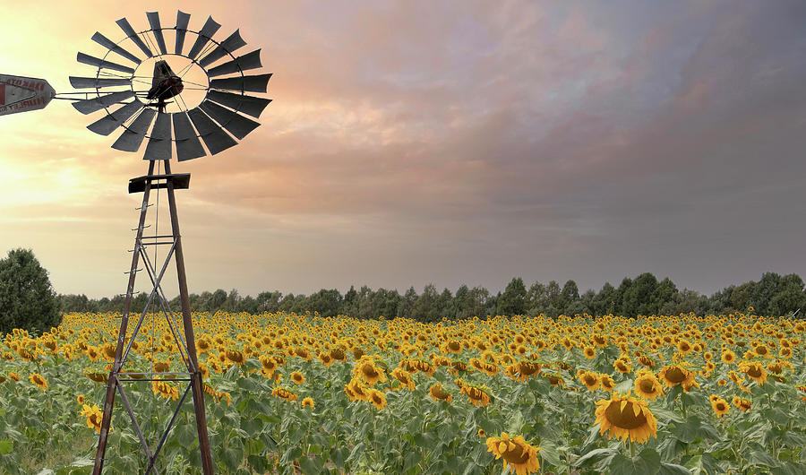 Windmill in a field of sunflowers Photograph by Laura Terriere
