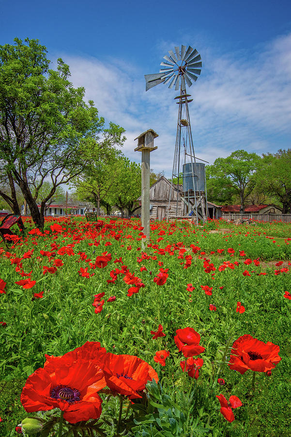 Windmill in the Poppies Photograph by Lynn Bauer